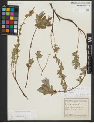 Foto von Salix repens subsp. repens L.